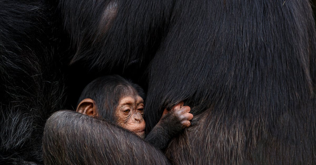 entdecken sie unsere süße babykoffer-kollektion! perfekt für ausflüge mit ihrem neugeborenen – leicht, praktisch und stilvoll. ideal für alle wichtigen dinge, die ihr baby unterwegs benötigt.