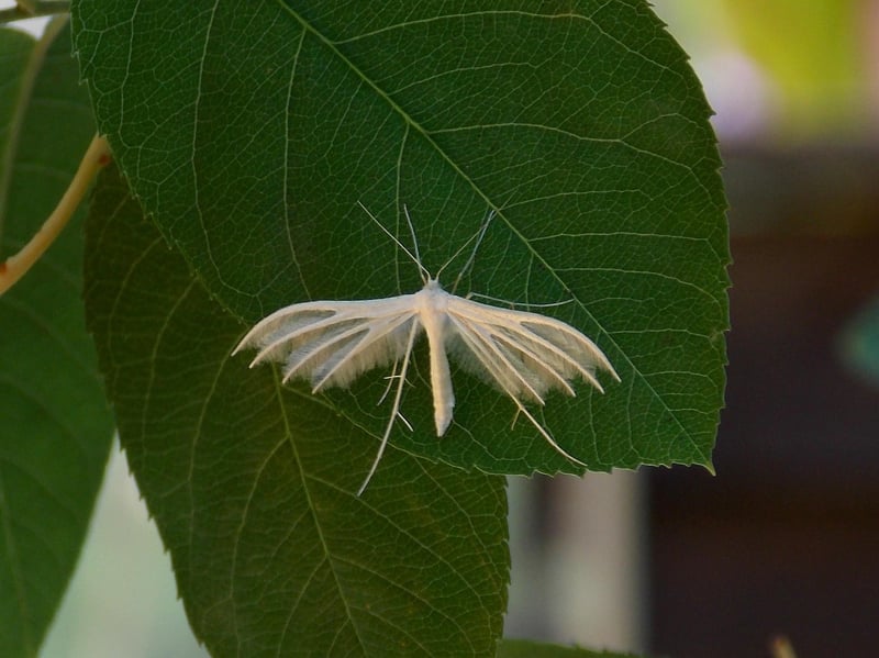 papillon