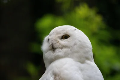 harfang des neiges